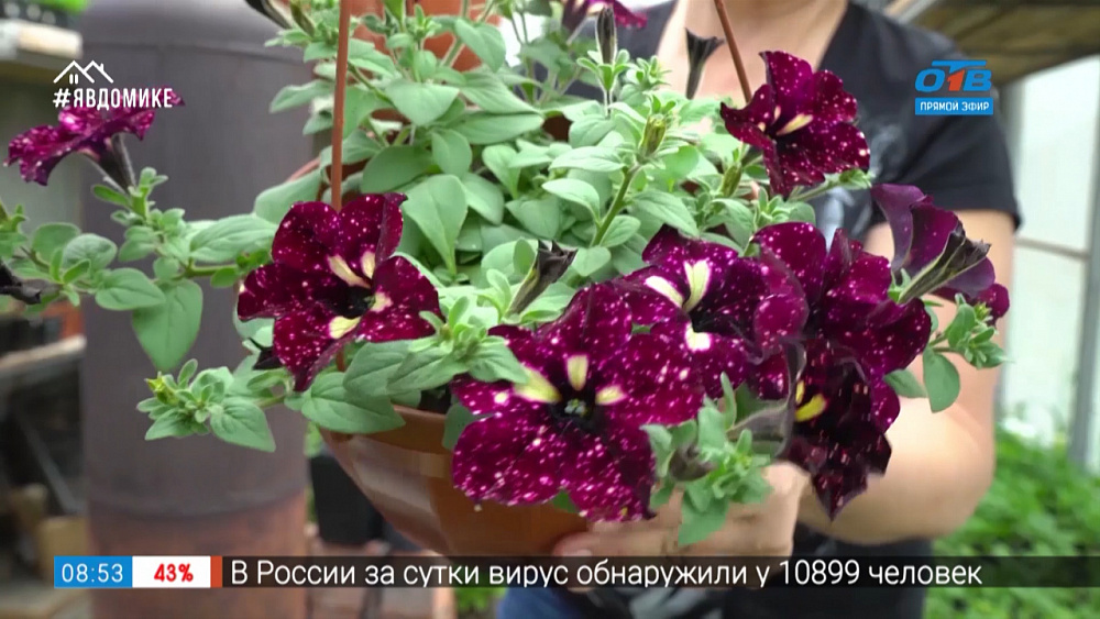 Садовые истории — новые сорта петуний