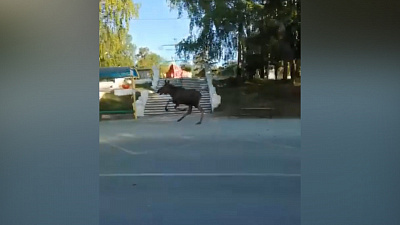 Лось бегает по Озёрску: видео очевидцев