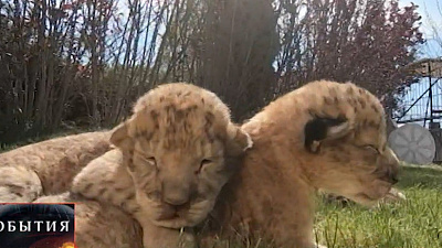 Львицу Лолу сняли на видео вместе с четырьмя малышами для российского телеканала