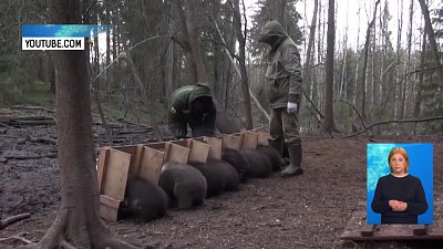 В соцсетях появился ролик о кормежке медвежат