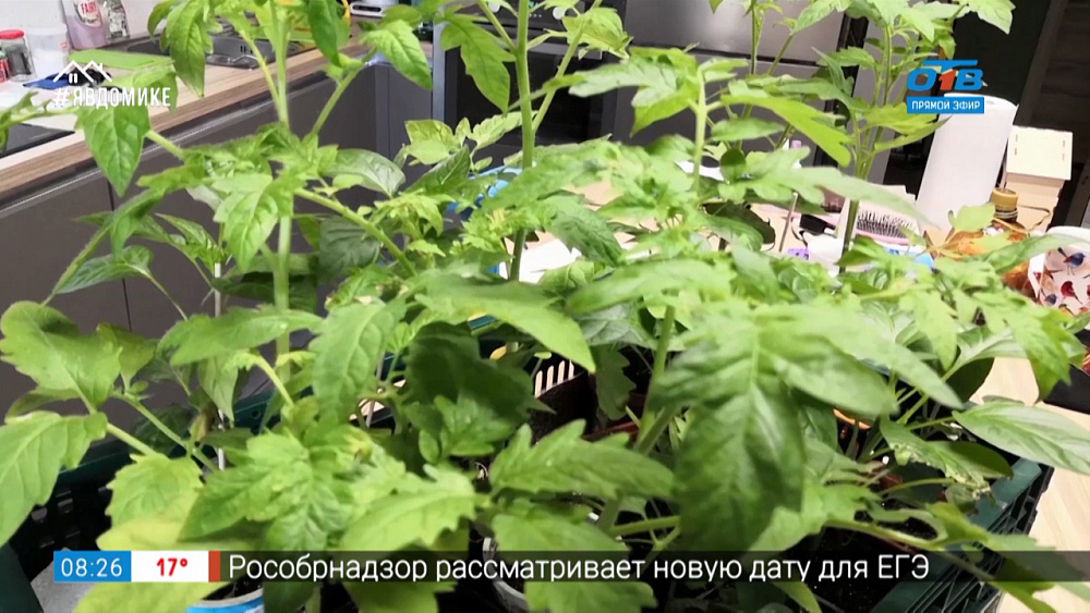 Руки садовода — Как подготовить рассаду