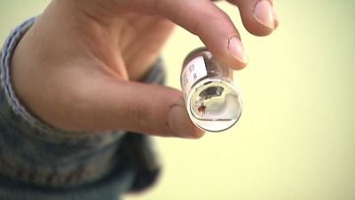 В Миассе активизировались клещи