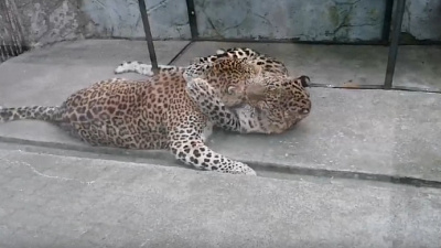 Игры леопардов попали на видео в Челябинском зоопарке