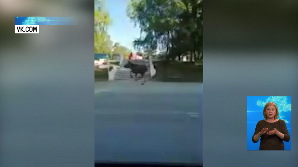 Лось пробежался по Озёрску