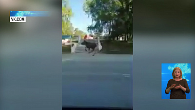 Лось пробежался по Озёрску