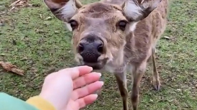 Видео оленей на Зюраткуле появилось в соцсетях