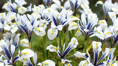 Значение и символика цветов ириса