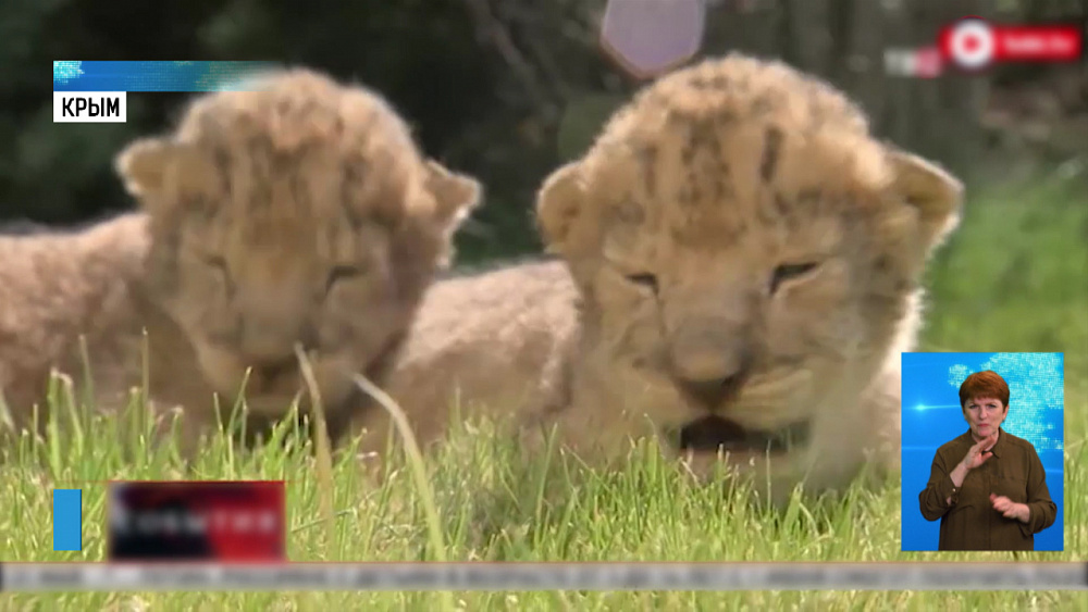Львица Лола родила 4-х малышей 