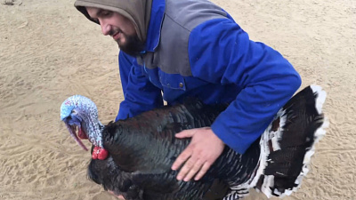 Видео танцующего индюка из контактного зоопарка