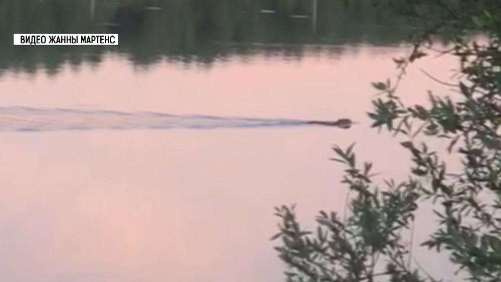 Миасцы встретили выдру 