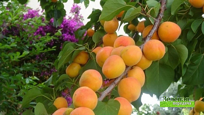 Зеленая передача 21.05.2020