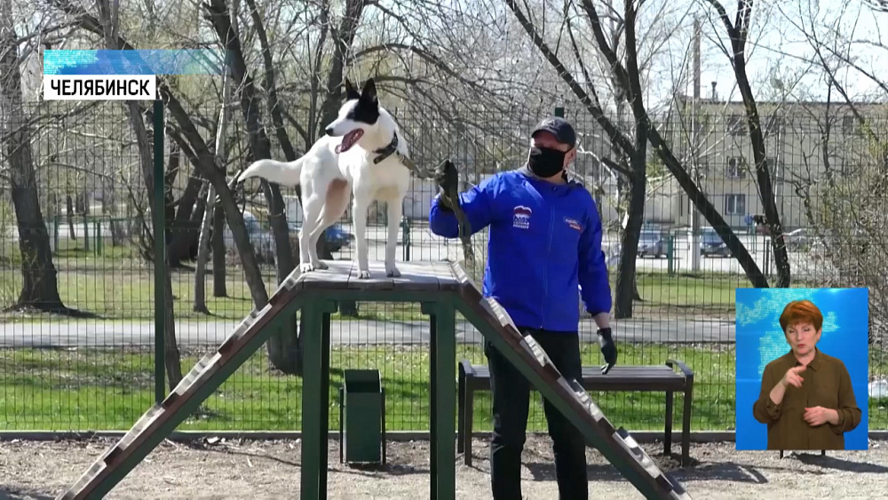 Волонтеры помогают с выгулом собак