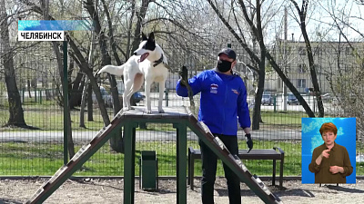 Волонтеры помогают с выгулом собак