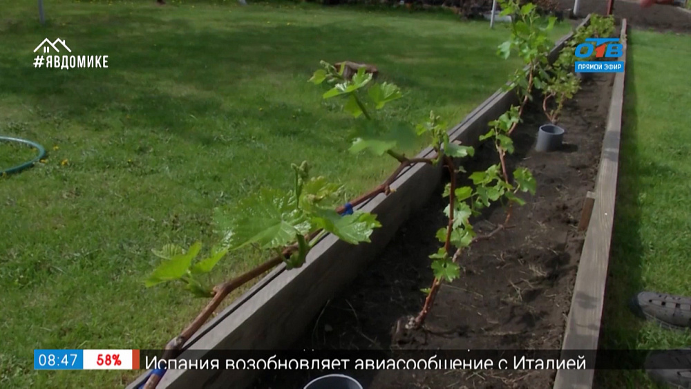 Руки садовода — как раскрывать виноград после зимовки