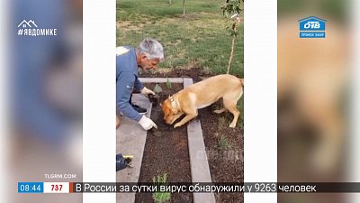 Все хвосты дома — осторожный пёс