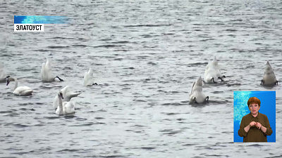 В Златоуст вернулись лебеди