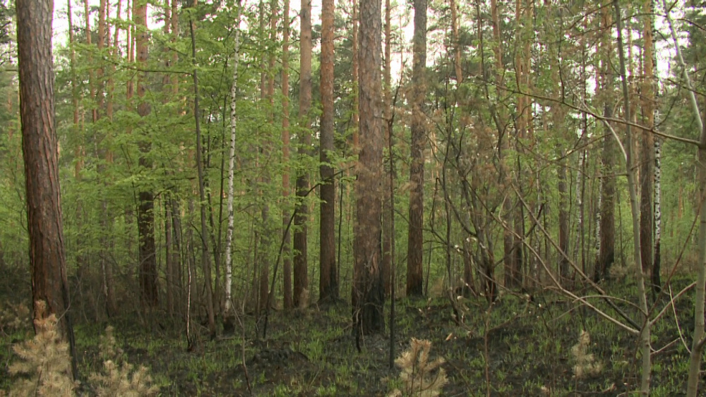 В Миассе участились случаи лесных пожаров