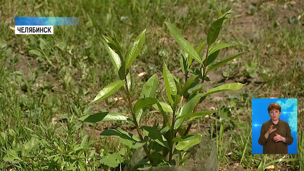 Челябинец тайно высадил ивы на Алом Поле