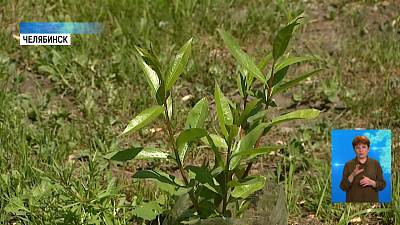 Челябинец тайно высадил ивы на Алом Поле