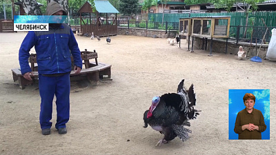 Сотрудник зоопарка станцевал с индюком