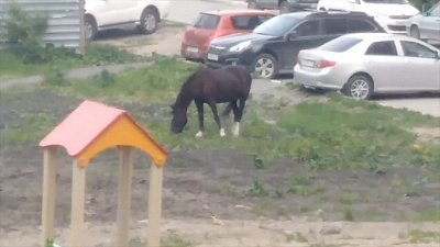 В Миассе на детской площадке сняли на видео потерявшегося коня