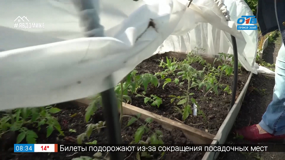 Руки садовода — укрываем рассаду