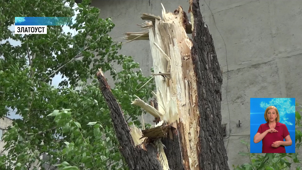 Деревья падают из-за ветра