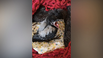 Видеоурок для птенцов: спасённый воронёнок учится каркать