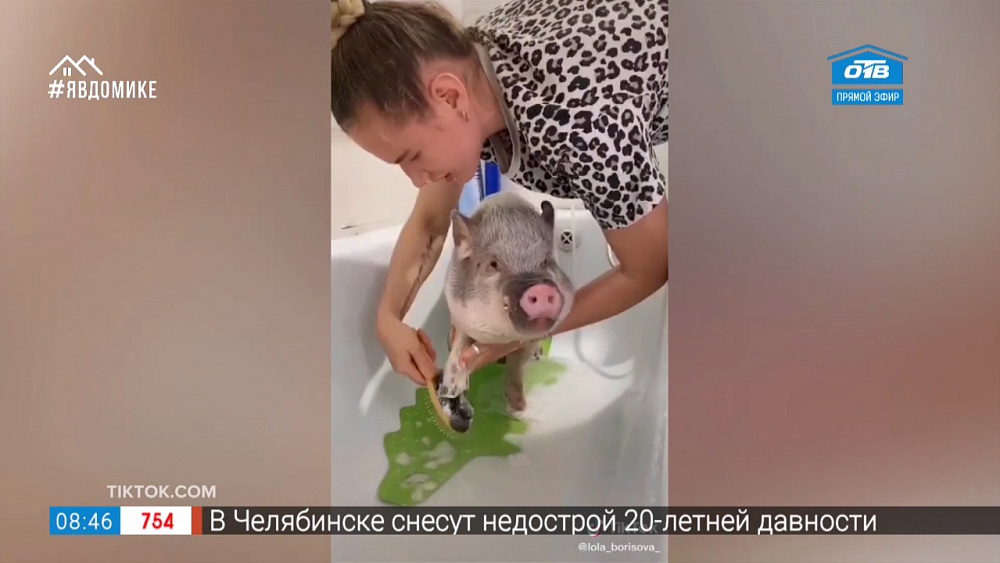 Все хвосты дома — хряк-чистюля