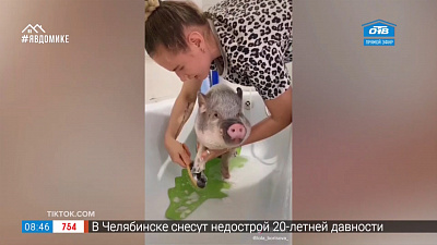 Все хвосты дома — хряк-чистюля