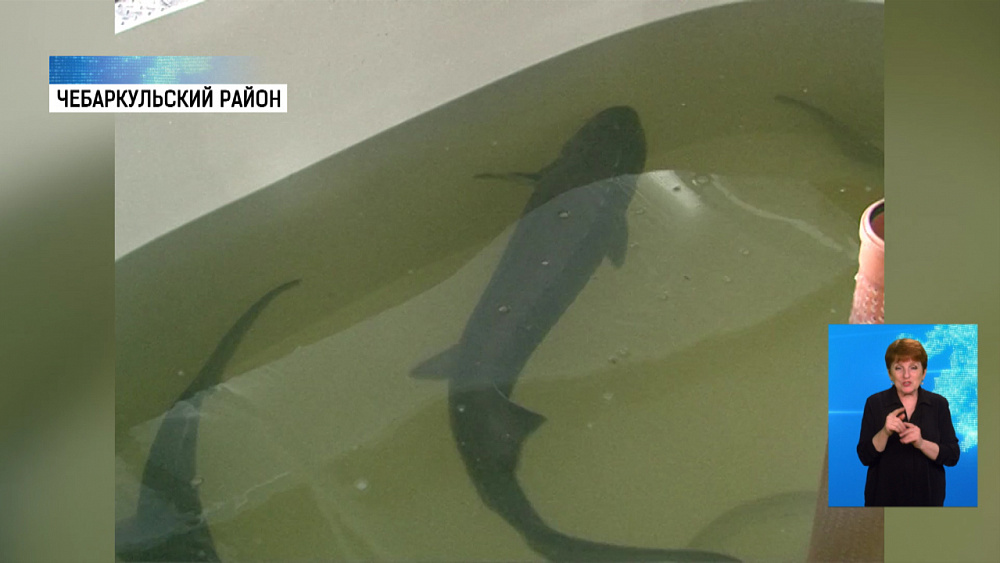 На рыбозаводе будут разводить осетров