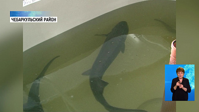 На рыбозаводе будут разводить осетров