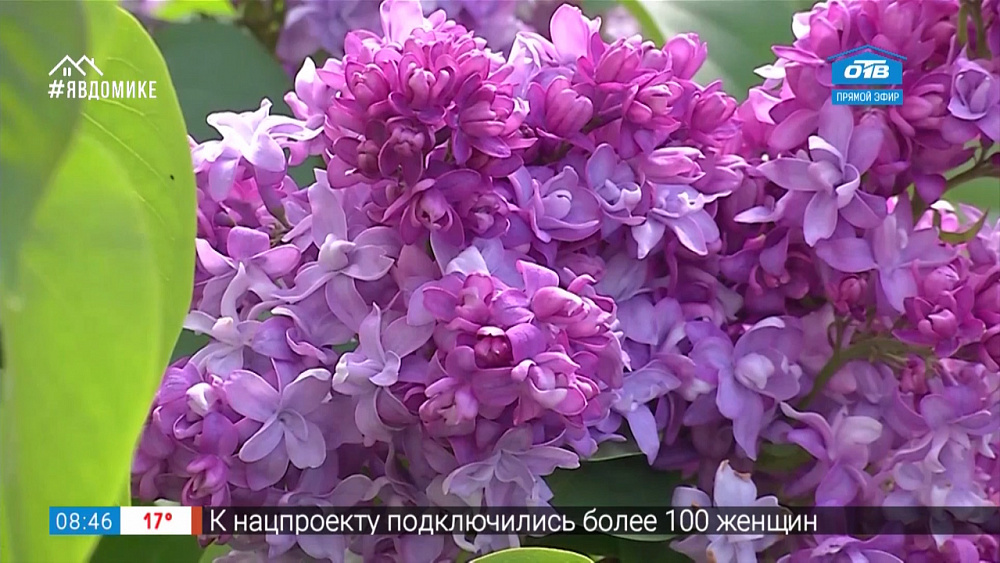 Руки садовода — сорта сирени