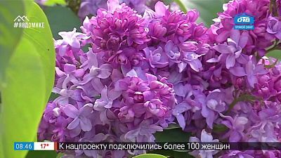 Руки садовода — сорта сирени