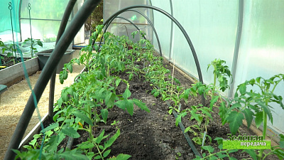 Зеленая передача 28.05.2020