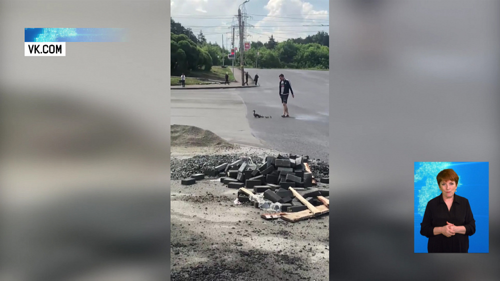 Челябинец помог маме-утке перейти дорогу