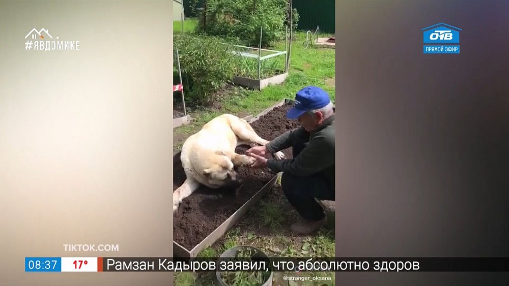 Все хвосты дома — пёс-садовод