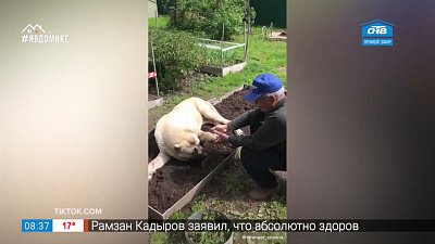 Все хвосты дома — пёс-садовод