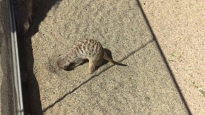 История о летних занятиях сурикатов в Челябинском зоопарке попала на видео