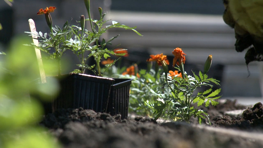 В Миассе приступили к озеленению города