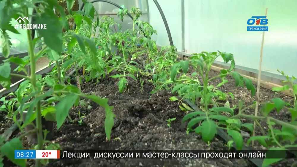 Руки садовода — подкормка томатов