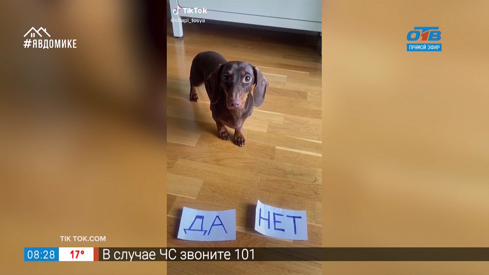 Все хвосты все дома — нелепый кот