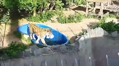 Купание амурского тигра попало на видео