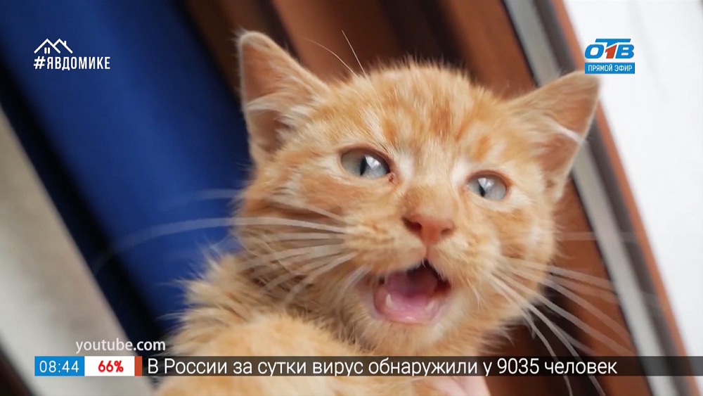 Добавь обороты — кот наплакал