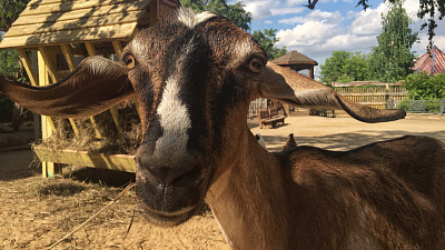 В Челябинском зоопарке родились нубийские козлята: первое видео малышей