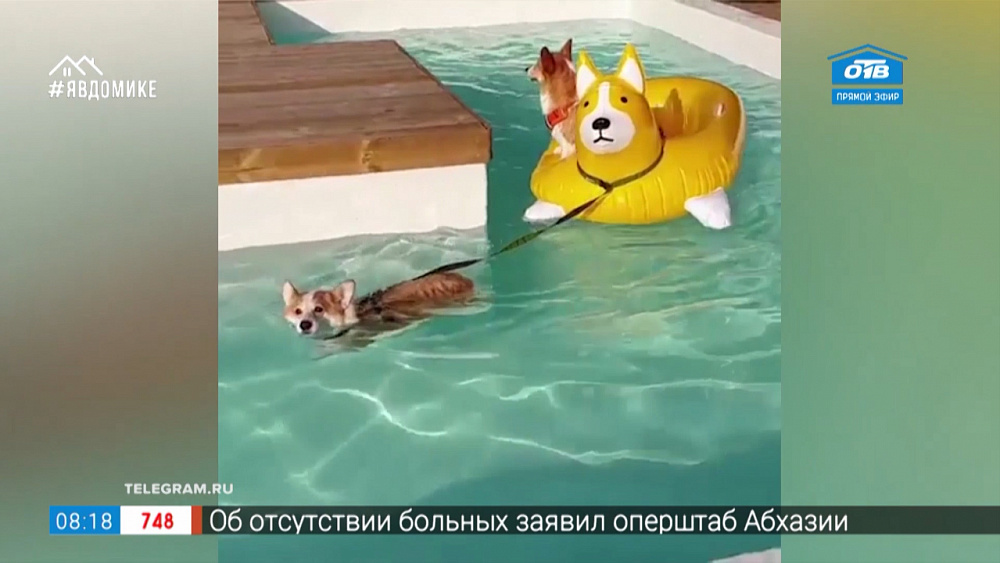 Все хвосты все дома — милые корги