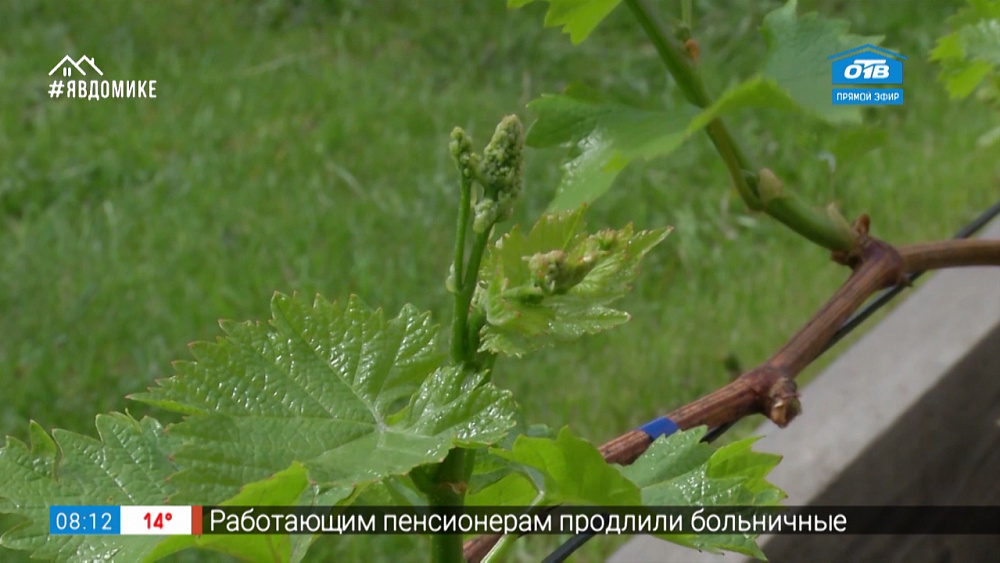 Руки садовода — как подкармливать виноград летом