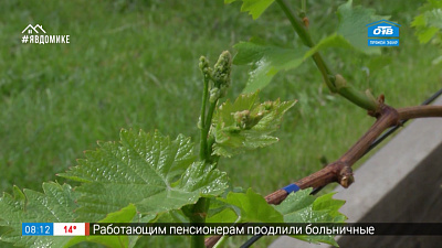 Руки садовода — как подкармливать виноград летом