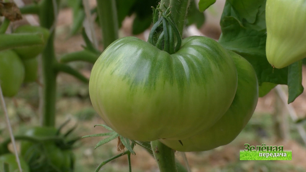 Зеленая передача 04.06.2020