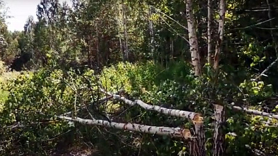 Жители микрорайона «Парковый» возмущены вырубкой березовой рощи